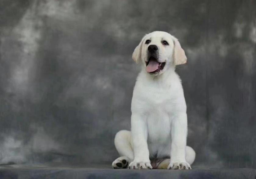 狗服从性训练有哪些,对主人最服从的狗排名