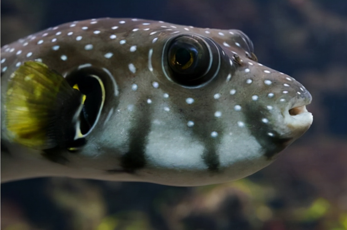 野生河豚食品安全吗,日本推出基因编辑河豚