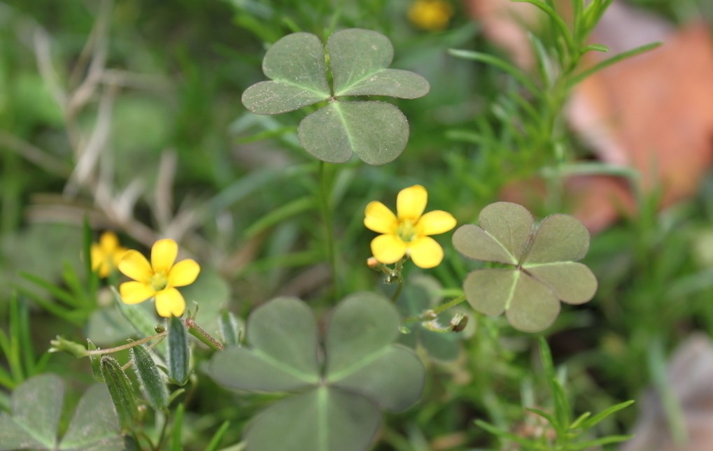 三叶草的幸福,三叶草的寓意和象征