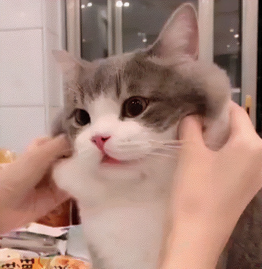 猫咪肠胃不好适合什么猫粮,猫咪放屁很臭是肠胃不好吗