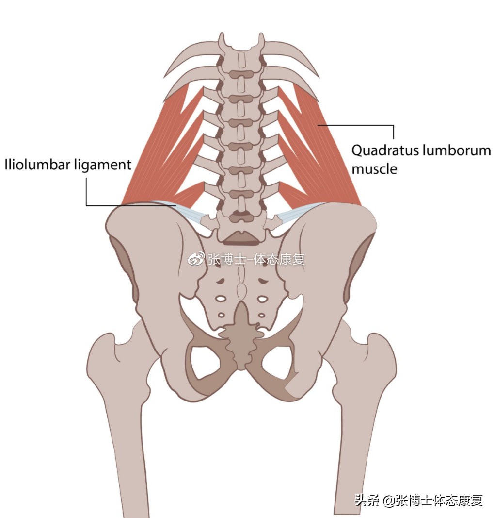 体态矫正拉伸训练,腰方肌拉伸骨盆