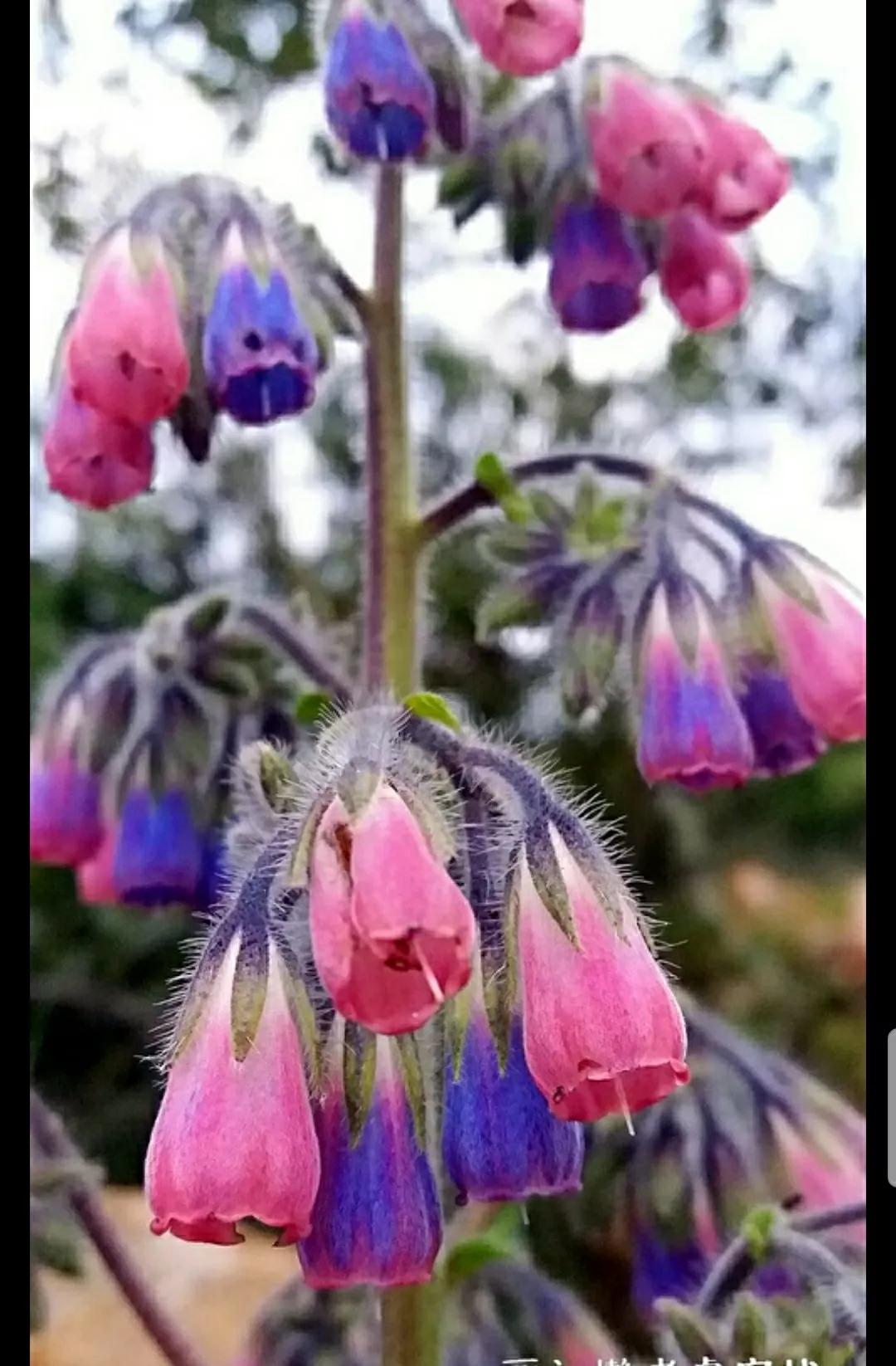 神秘变色花：一下雨就隐形又透明，芳踪难觅！和你捉迷藏的美人花