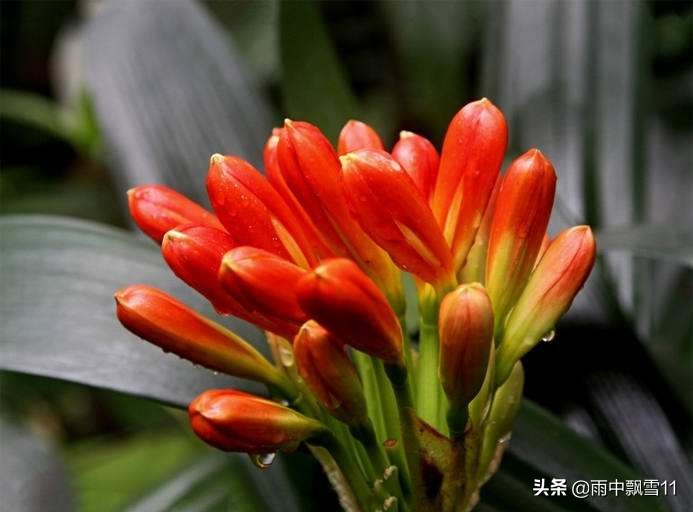 君子兰养法为什么君子兰不开花,君子兰不开花用什么方法才能开花