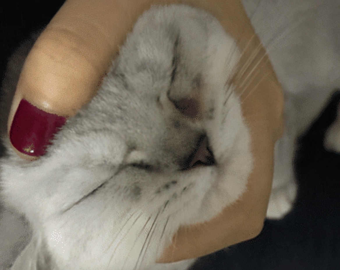 猫咪乱拉乱尿如何惩罚,猫咪咬人挠人怎么惩罚是正确的