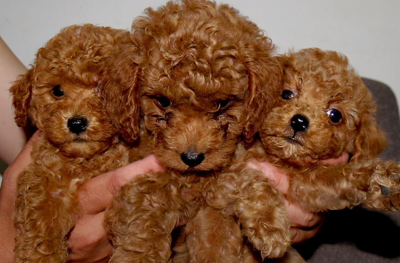 可能买到假狗吗,怎么区别泰迪狗纯不纯