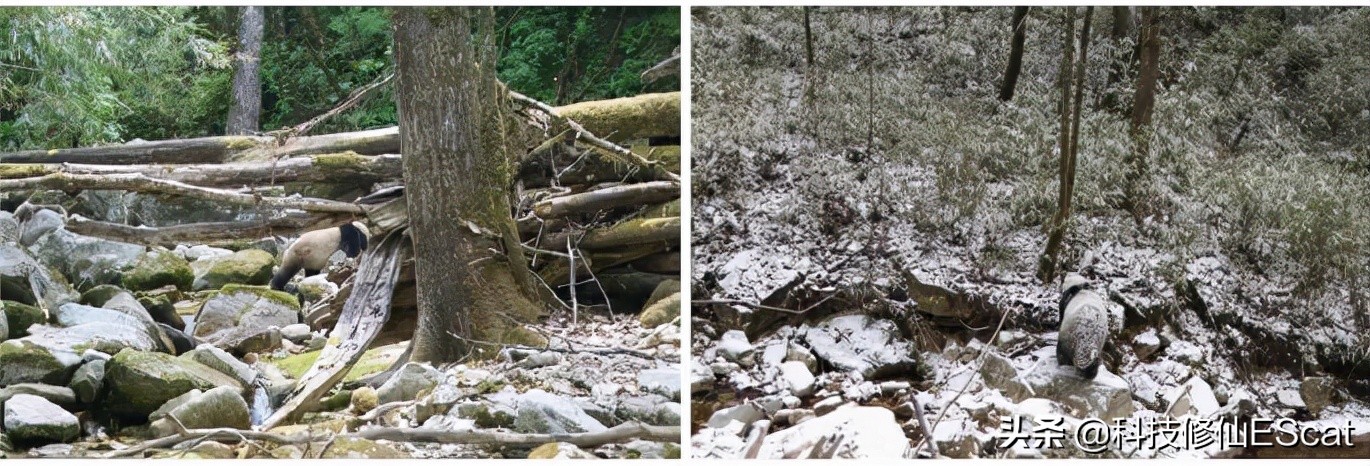 大熊猫的颜色是最独特的吗,大熊猫保护色