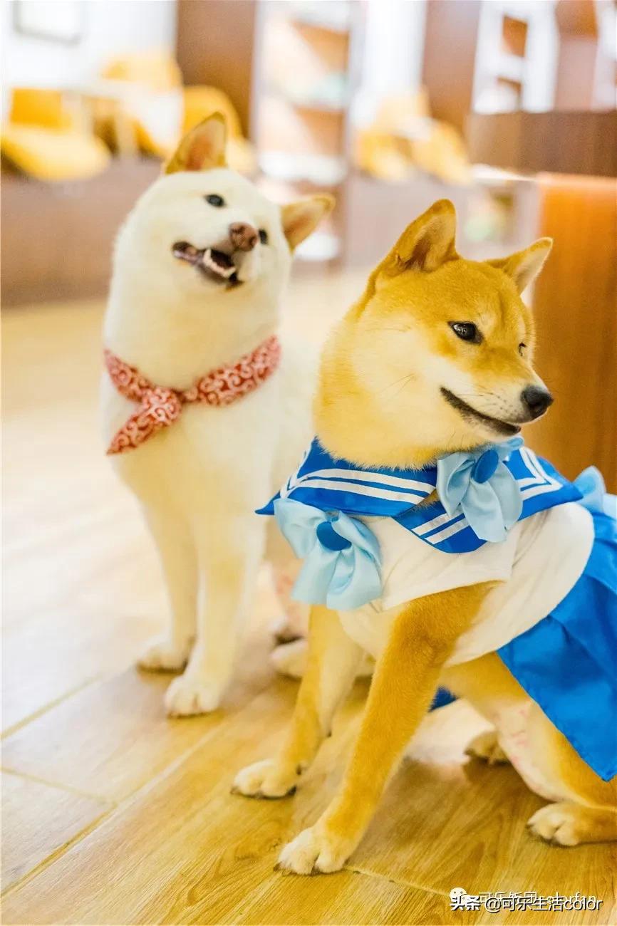 撸柴宠物乐园,广州番禺撸狗圣地