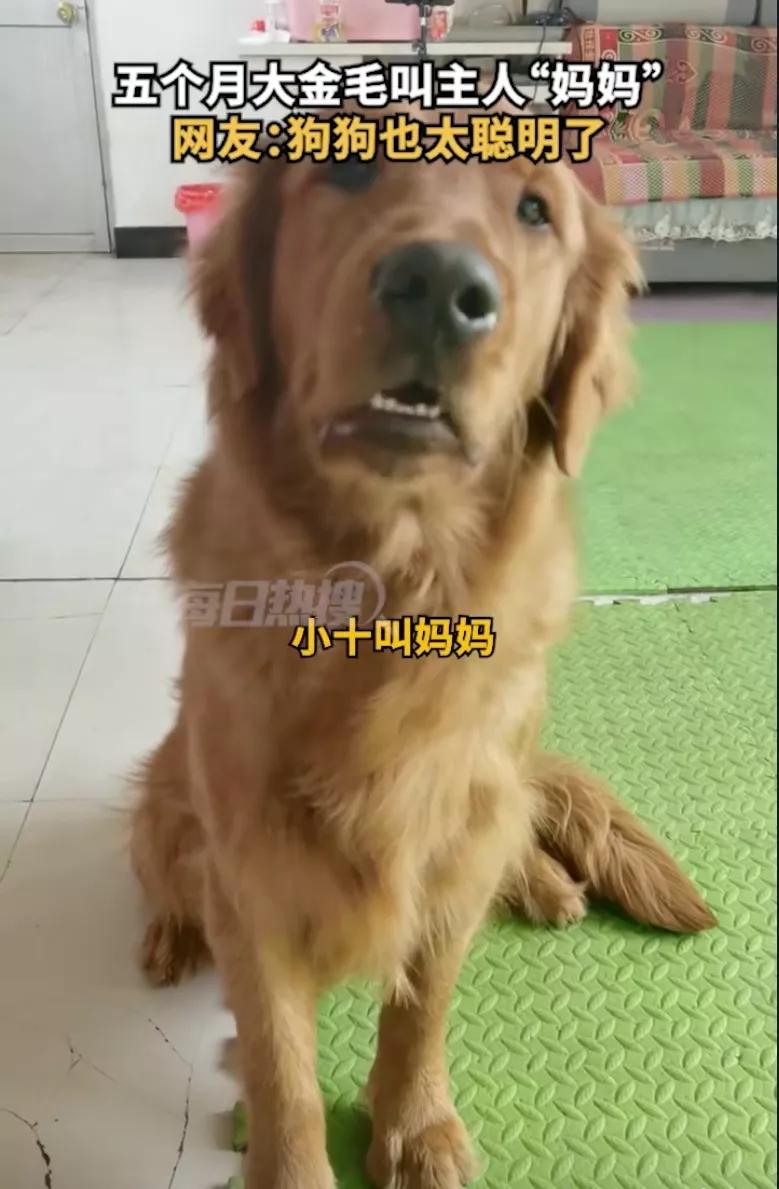 狗狗居然会喊妈妈,狗狗对主人不会叫只会嘤嘤嘤