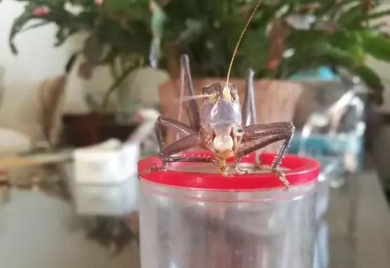 不是百日虫吗?为什么我的蝈蝈6天就挂了