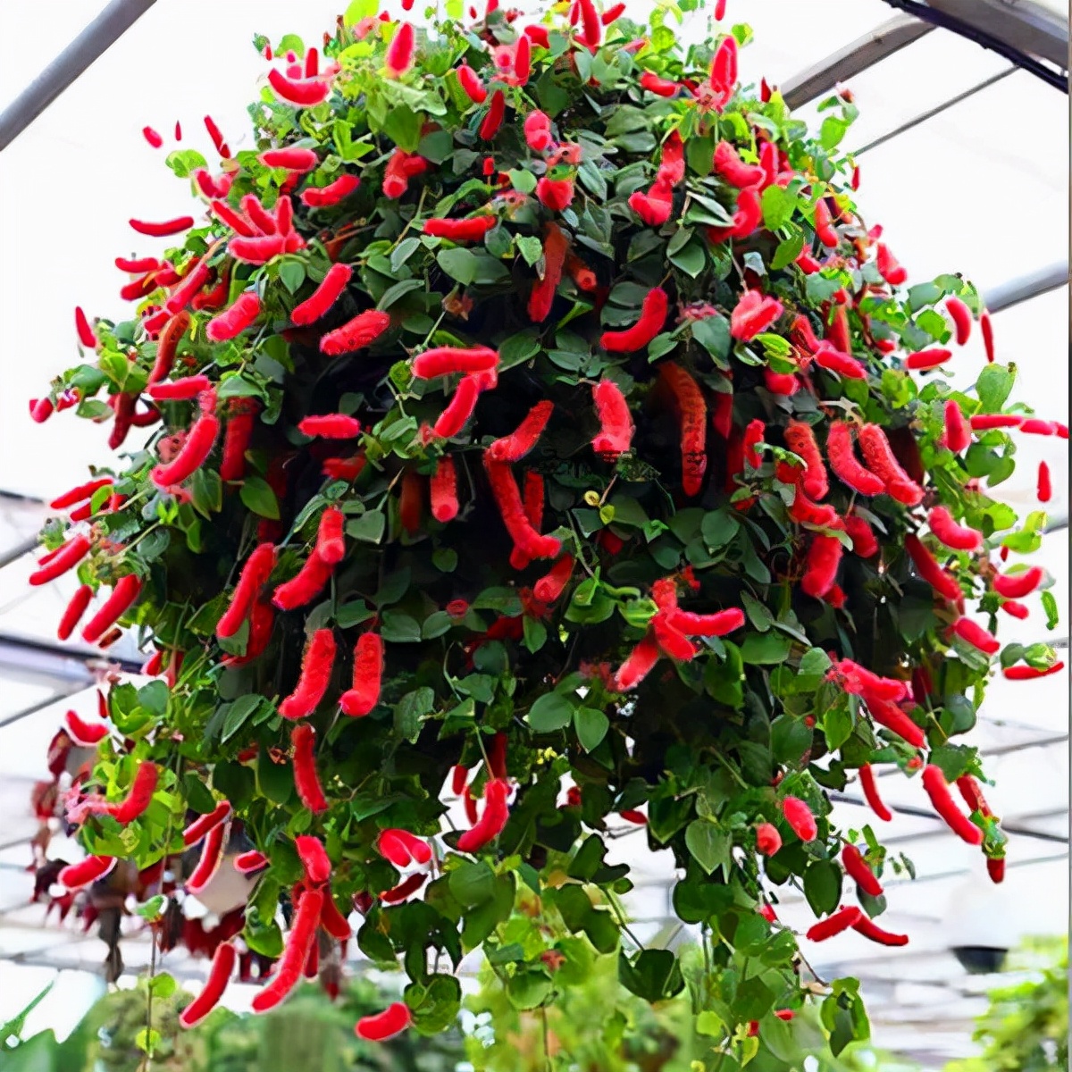 18种寓意好的花,18种花图片大全