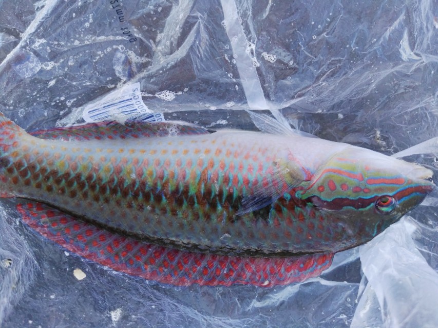 舌尖上的中国浙江篇,舌尖上的中国浙江宁波篇