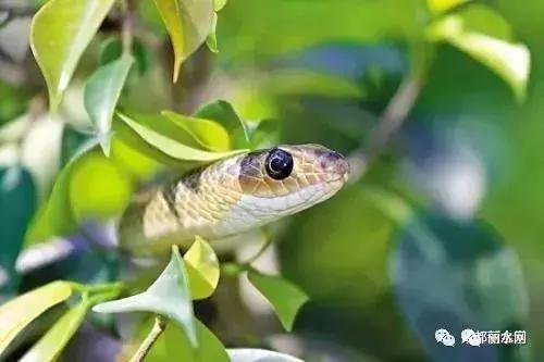 惠州小区发现眼镜蛇,一小区出现蛇