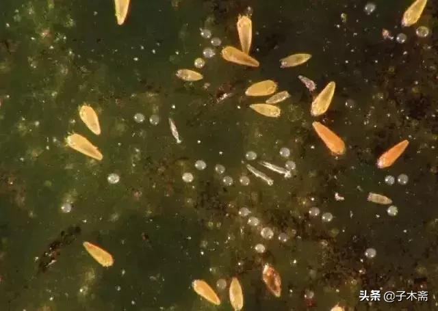 柑橘大实蝇和柑橘小实蝇常规虫害,柑橘虫害高清图谱及防治方法