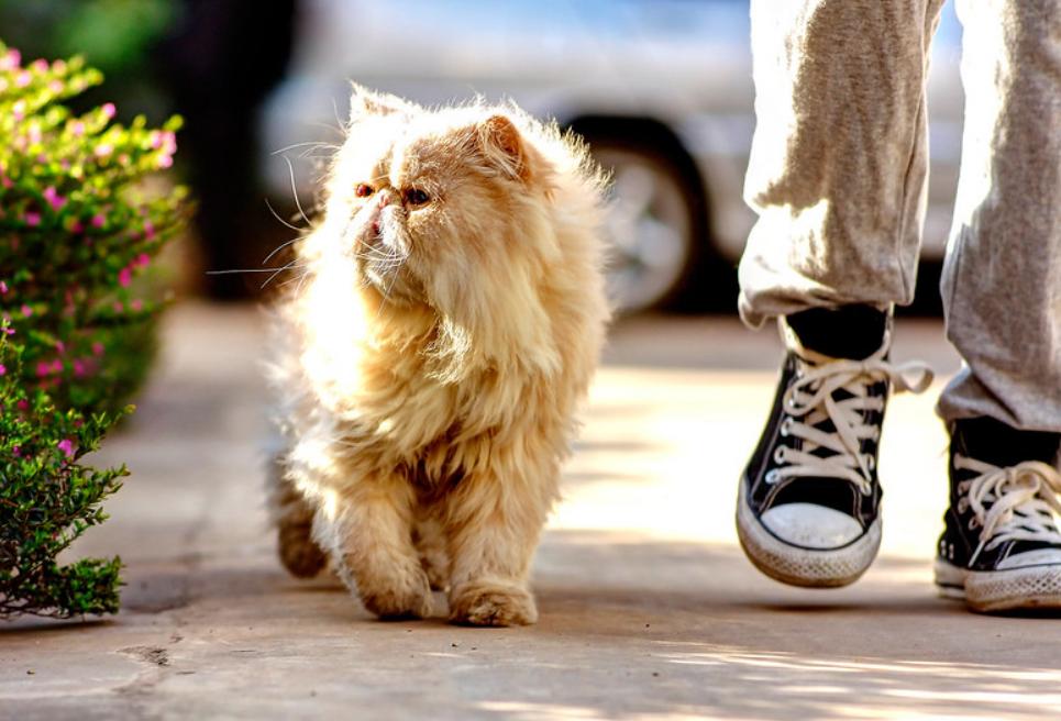 猫咪有几种特征说明它被你养熟了 (猫咪有四种行为就说明你养得很好)