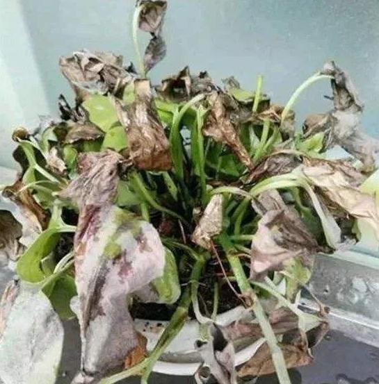 绿萝叶子为什么会蔫,绿萝叶子变枯萎