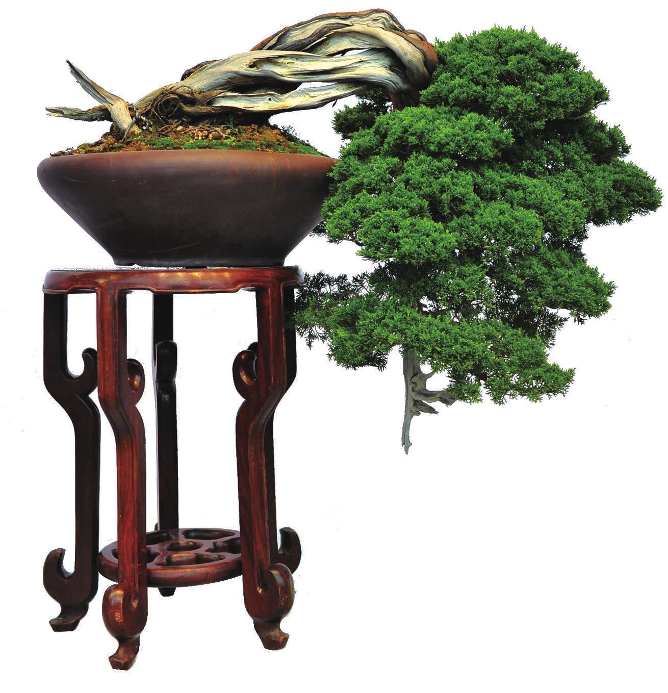 盆景产业现状,中国最大盆景产业基地