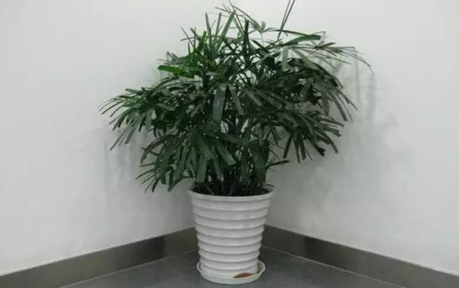 淘米水浇花招虫子吗,淘米水浇花会臭吗