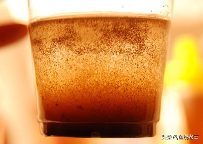 金鱼繁殖技术和饲养方法,兰寿金鱼繁殖几月份繁殖