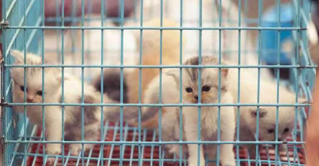 选猫舍注意事项,如何挑选正确的猫舍