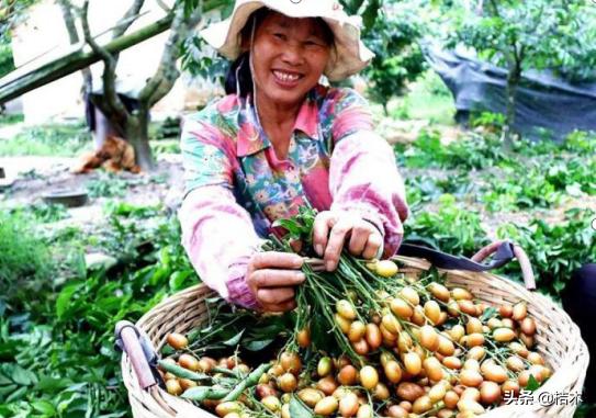 人称正气之果，种植历史悠久，味道不错，很多人却没吃过