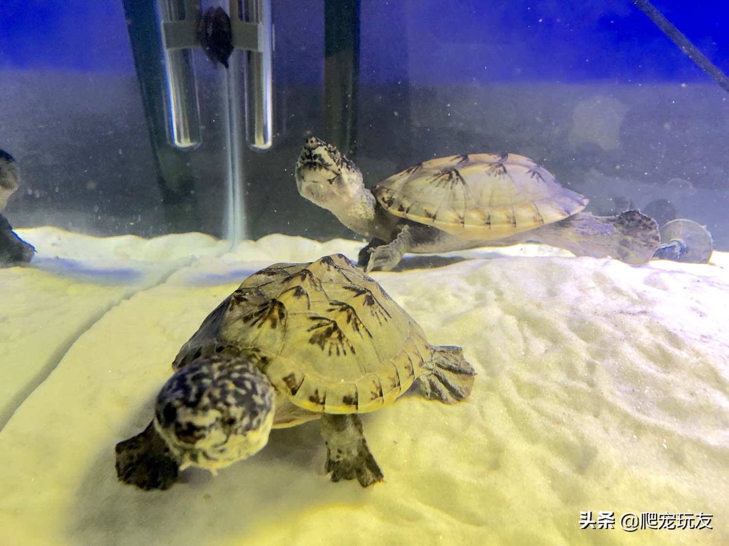 墨西哥巨蛋龟孵化,墨西哥巨蛋龟