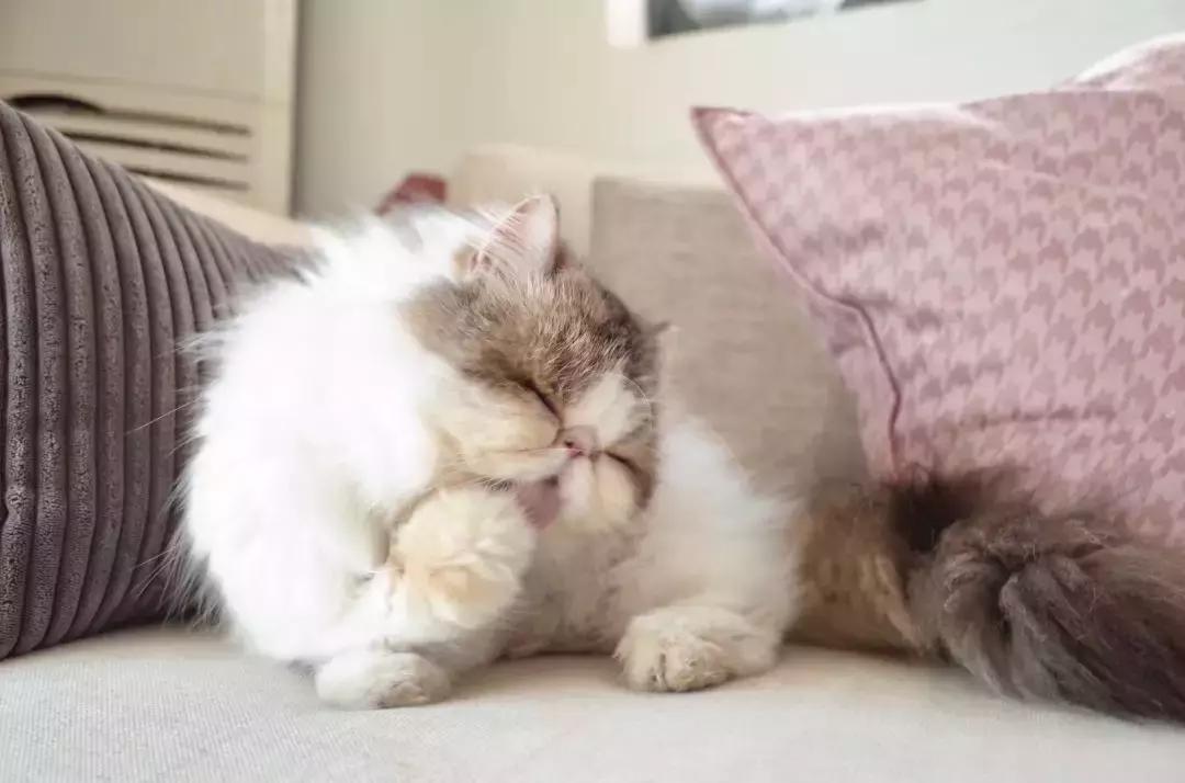 家具不要买太多极简生活,家具都是捡来的