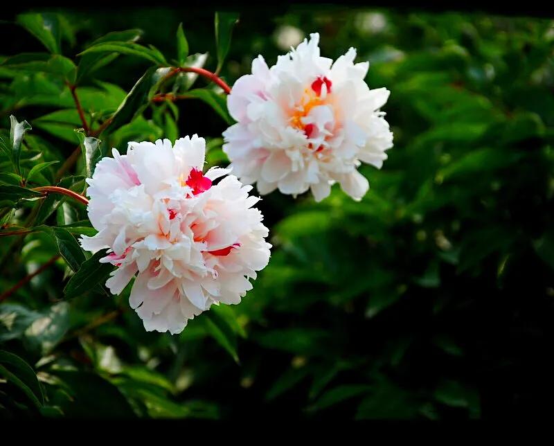 杨妃出浴是牡丹还是芍药,杨妃出浴芍药品种是进口品种吗