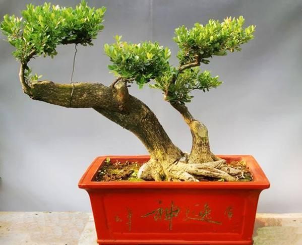 黄杨盆景的养护及注意事项,黄杨盆景什么时候做造型最好