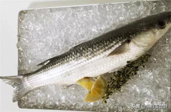 好吃不贵的海鲜种类有哪些,最好吃又最常见海鲜有几种