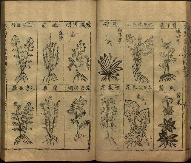 本草纲目中插图是李时珍画的吗,本草纲目李时珍插图