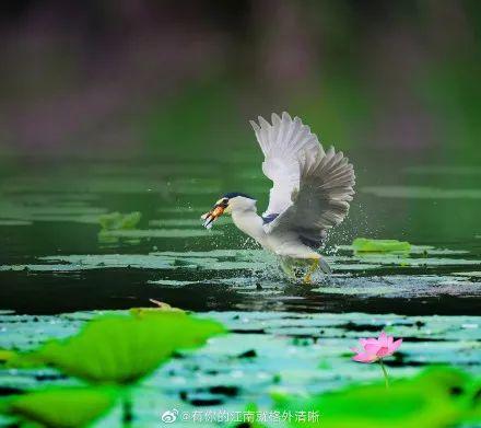 广州有荷花的地方,广州周边的荷花景点推荐