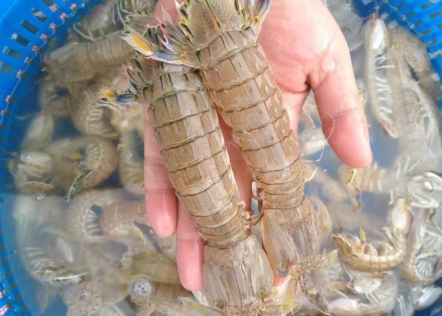 虾爬子超标,为什么虾爬子镉超标