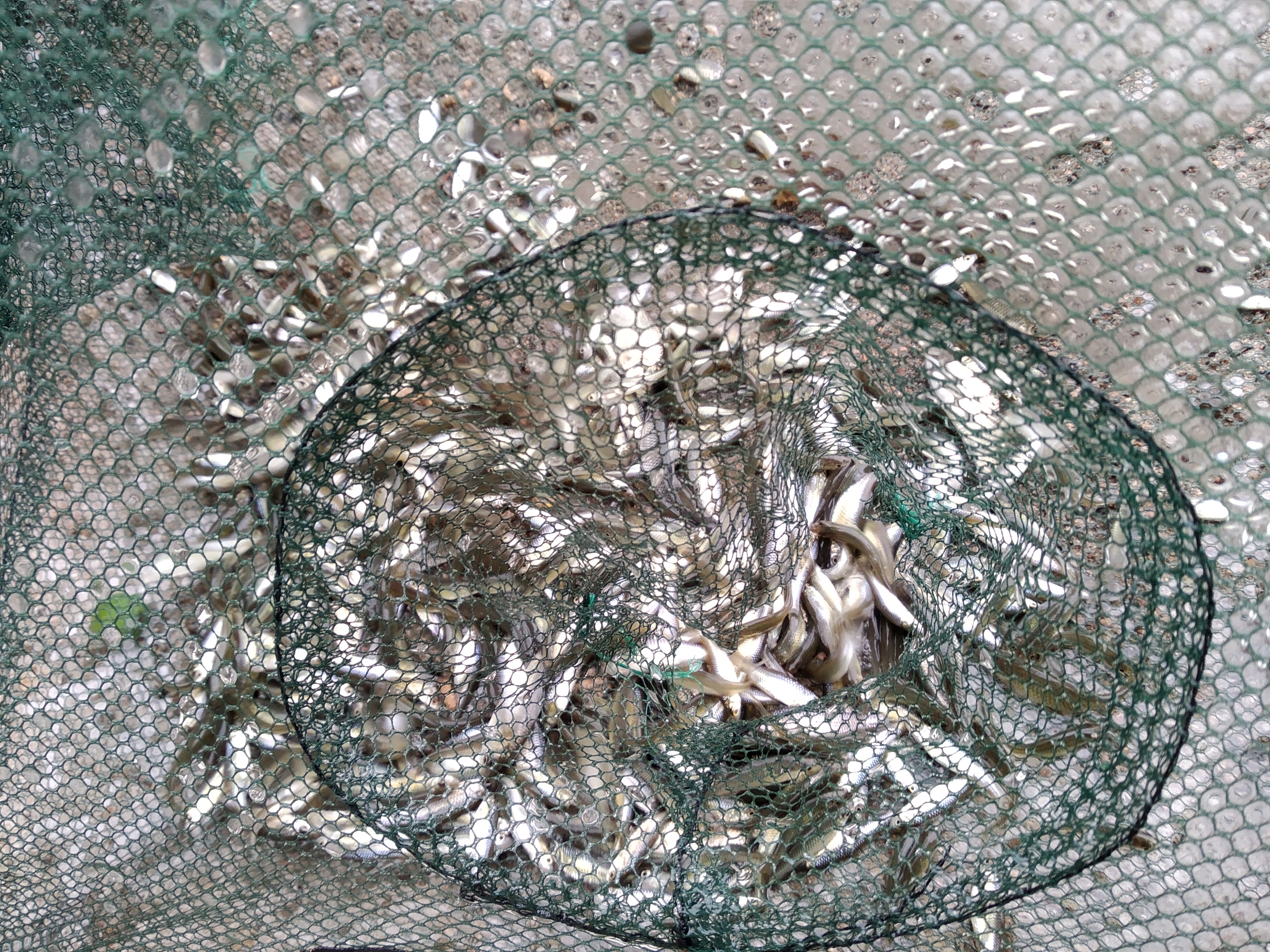 新手野钓用什么饵最好,深水野钓用饵技巧