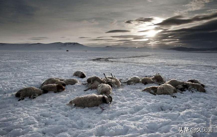 哈萨克斯坦冻死的牛,哈萨克斯坦动物被冻成冰雕