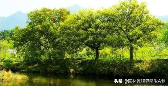 收藏100种常见花卉植物,100种珍藏植物