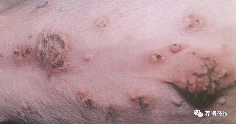 母猪焕新找长河|猪身上的红疙瘩是蚊子咬的吗?