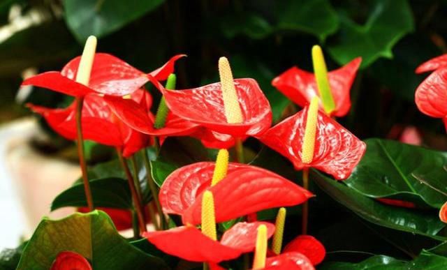 红掌如何养护和注意事项,红掌的叶子怎样才能让它翠绿