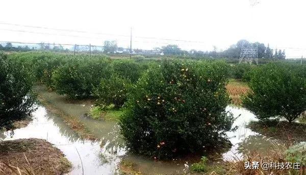 蜜桔减产成功了吗,蜜桔受灾损失多少