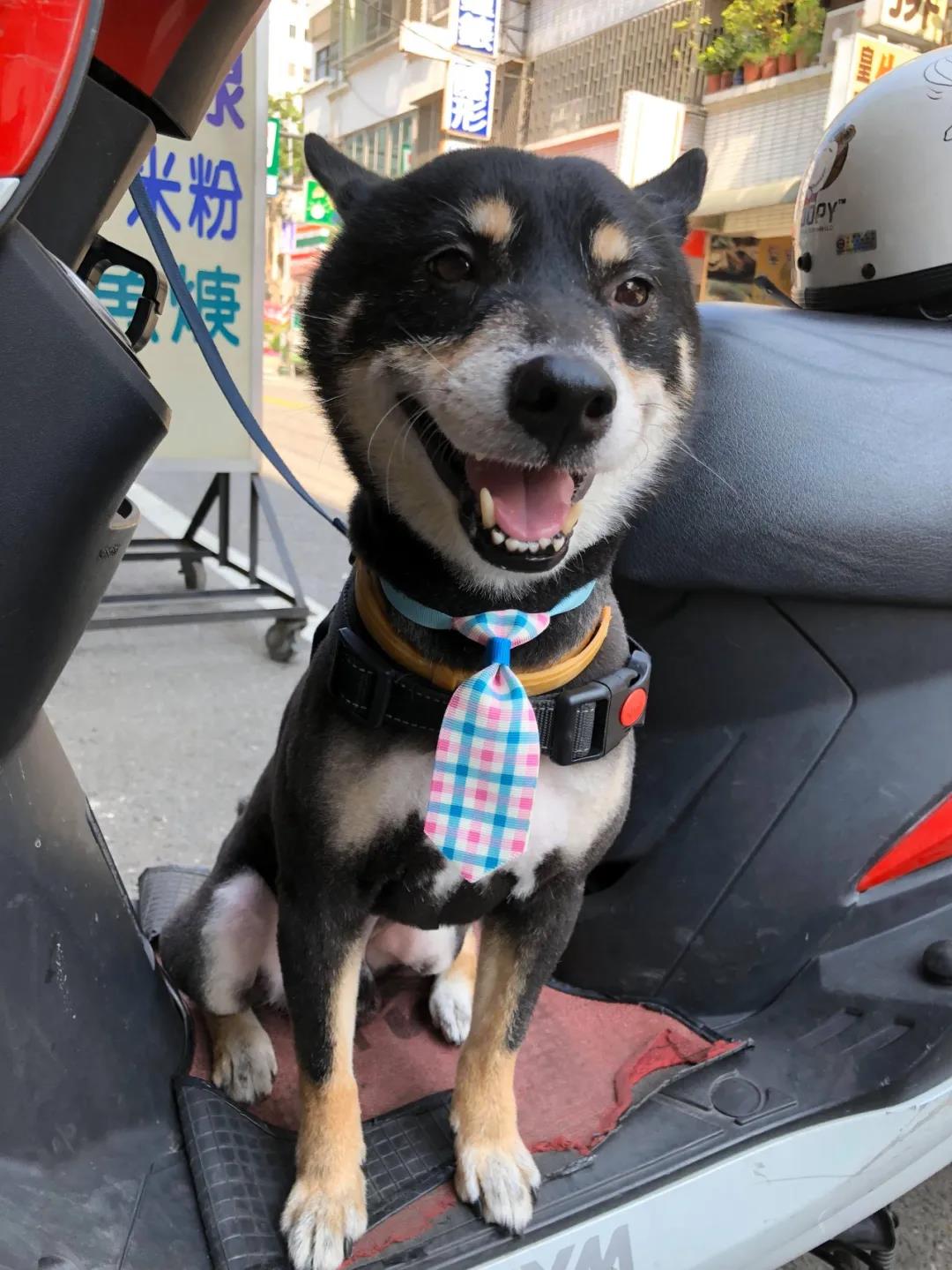 狗狗后部被插入“木棍”,还缠着大量胶带,被救后又遭遗弃