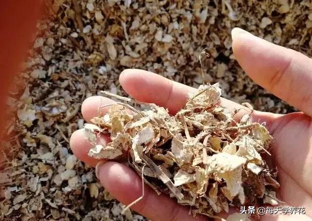 懒人养花营养土配方,路边捡的营养土