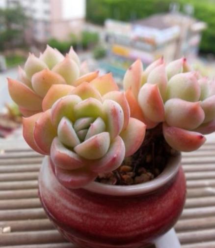 多肉是香饽饽？天热容易遭虫咬，学会5招，远离虫灾