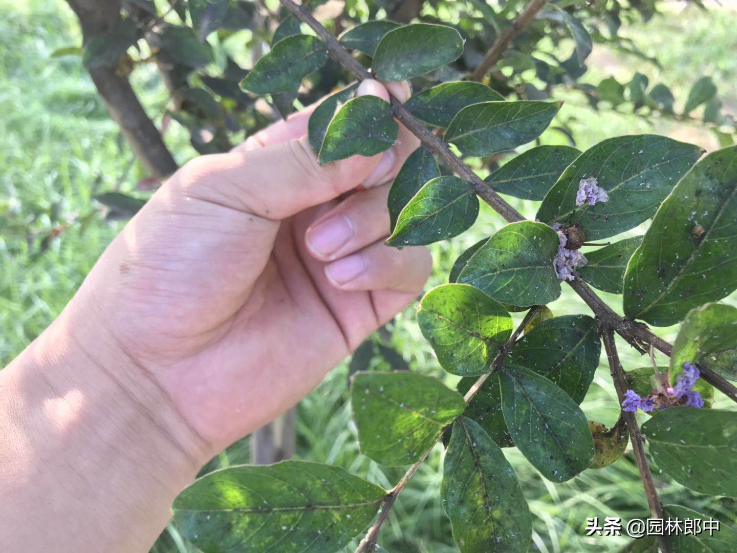 盆栽紫薇叶片发黄落叶是什么原因,紫薇叶子有白灰怎么回事