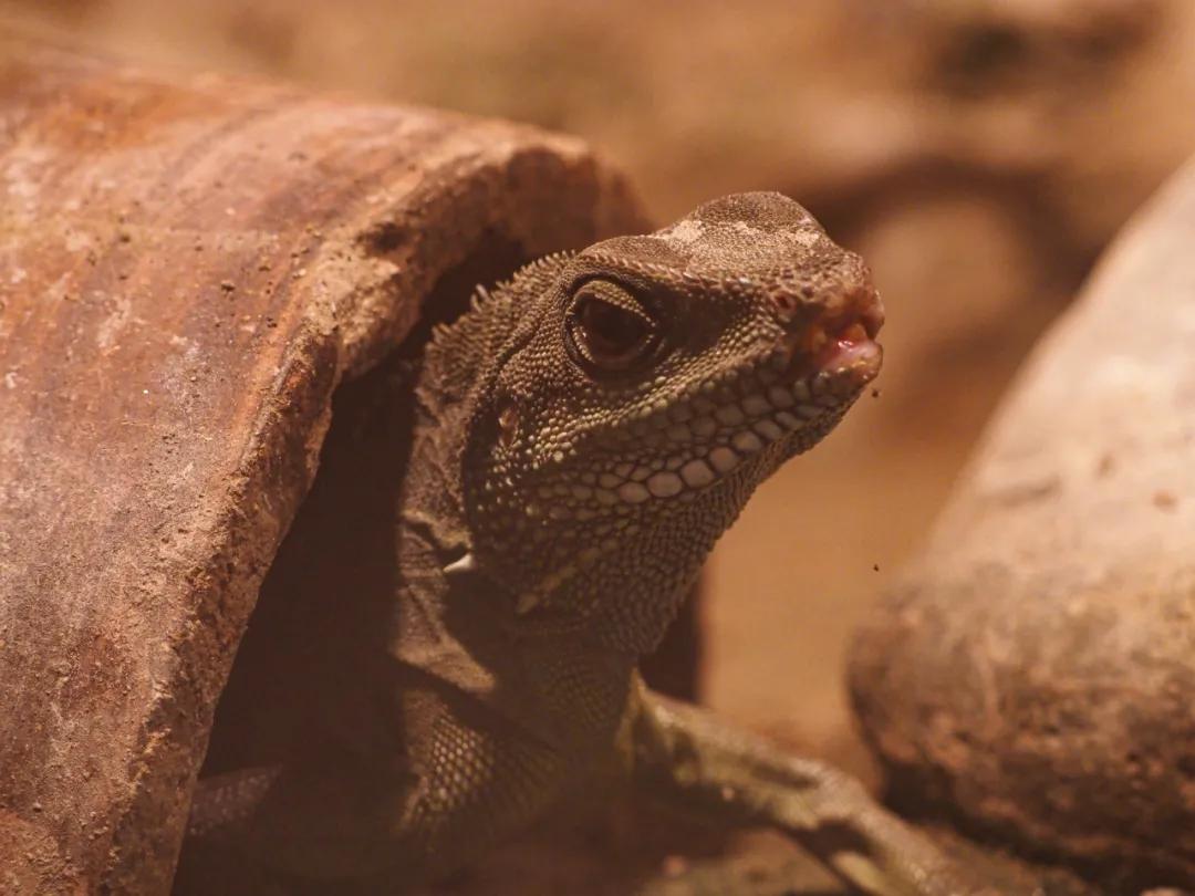 奥林巴斯150-400f4.5开箱,奥林巴斯100-600