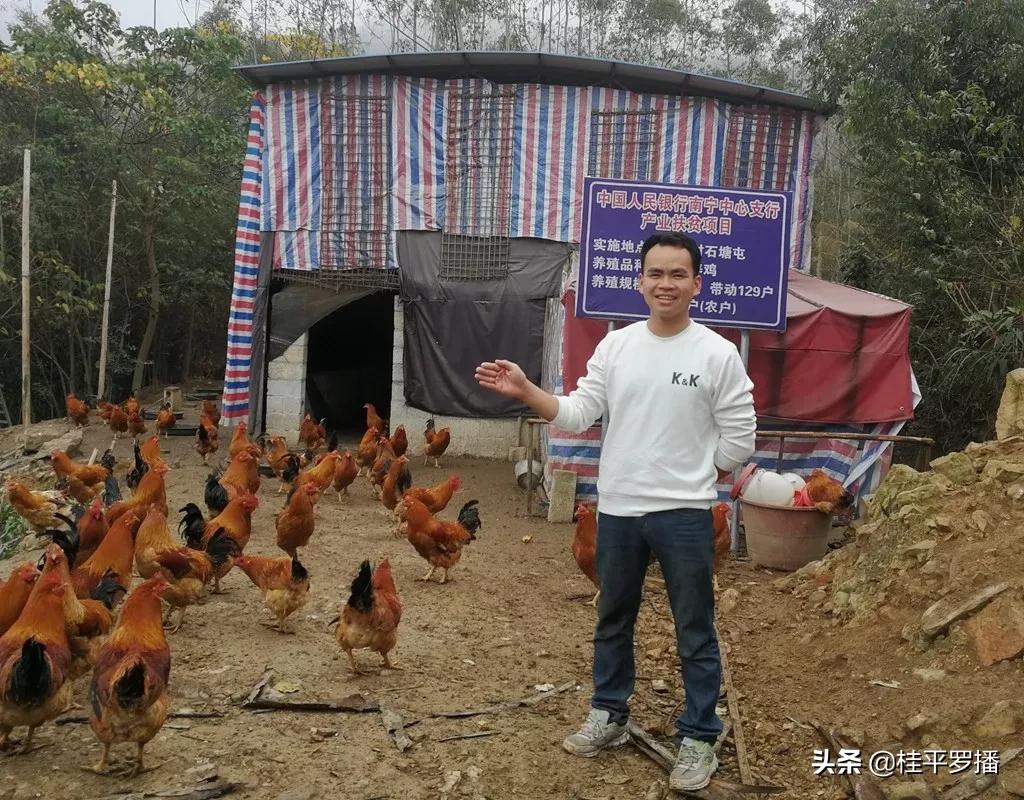 广西桂平就业创业,广西桂平创业养鸡