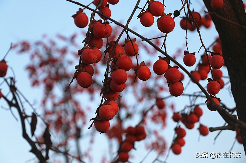 秋天家门口的柿子美景图,秋天的柿子是思乡的柿子