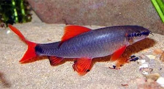 鱼市场买观赏鱼回家怎么处理,水族市场上的鱼