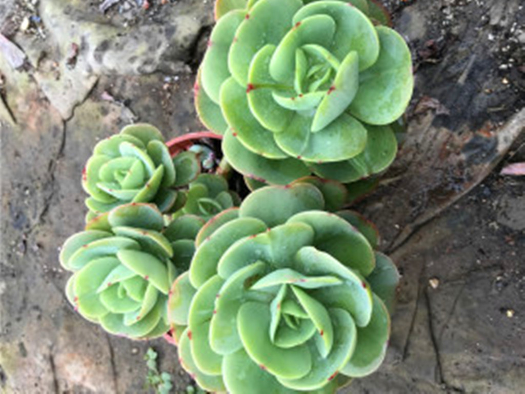 碧桃多肉怎么养出果冻色,碧桃多肉怎么养爆崽