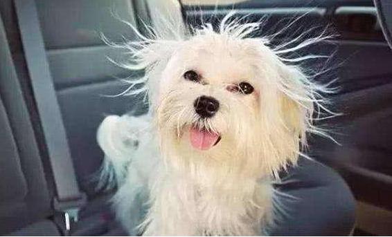 宠物狗需要每天遛狗吗,狗可以每天只遛一次吗