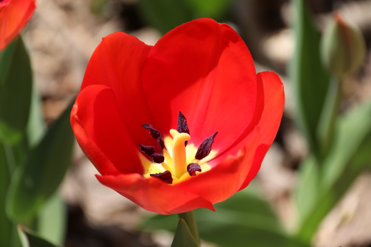 上热门来胶州郁金香花海赏花,胶州植物园郁金香盛开
