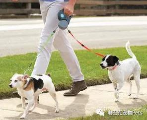 狗狗来了例假怎么办,狗狗姨妈期生理裤